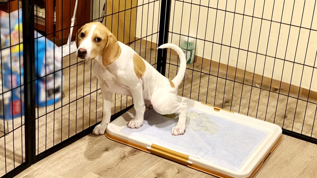 犬　トイレ