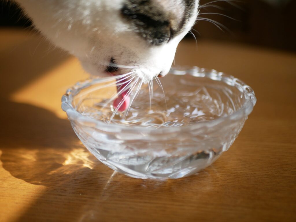猫　水