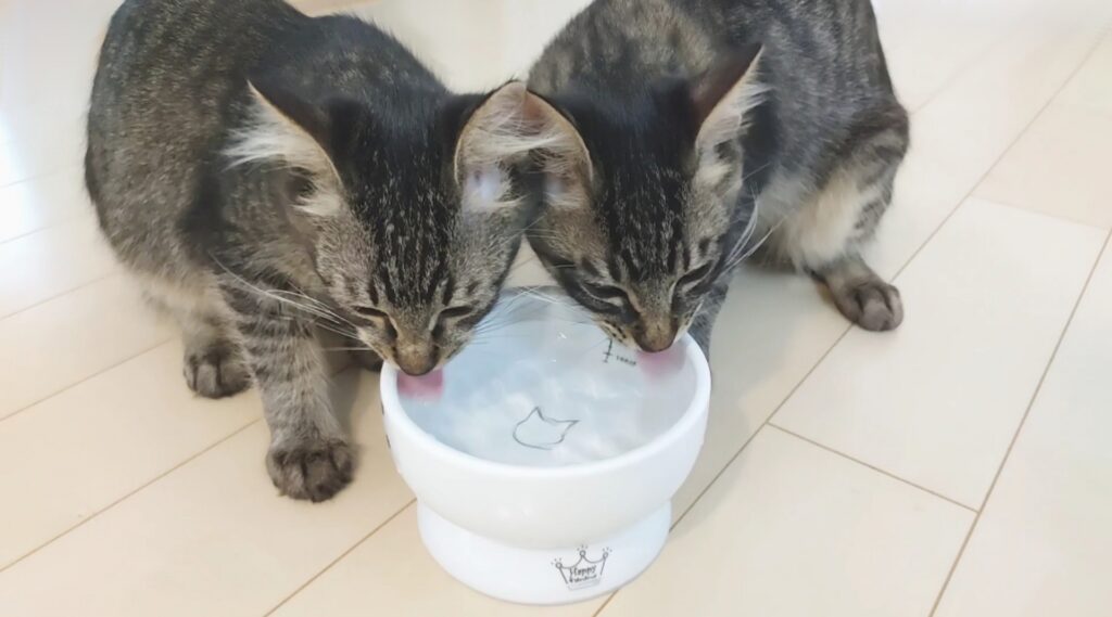 猫　水