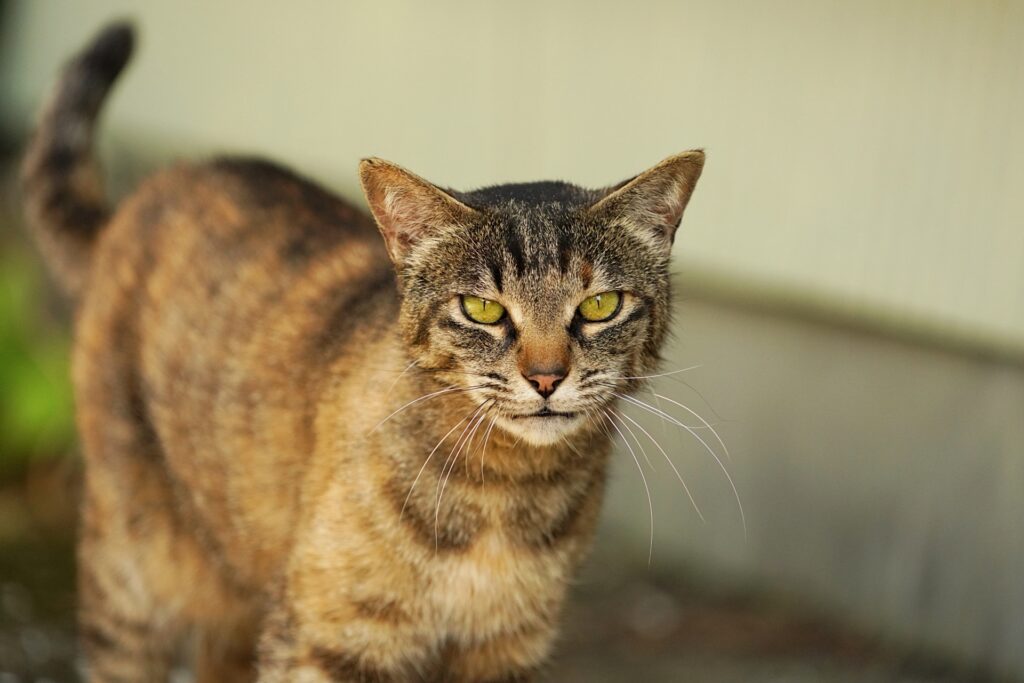 野良猫