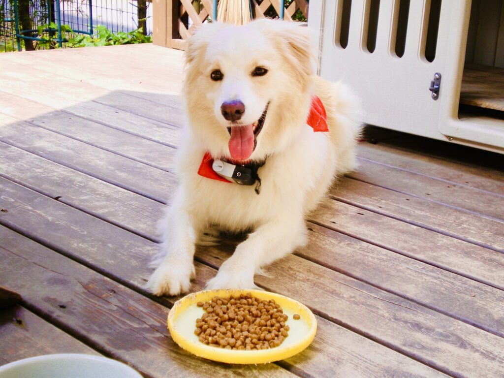 犬 ご飯