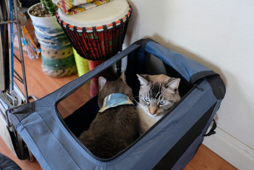 猫 キャリー