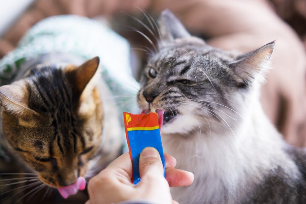 猫　おやつ