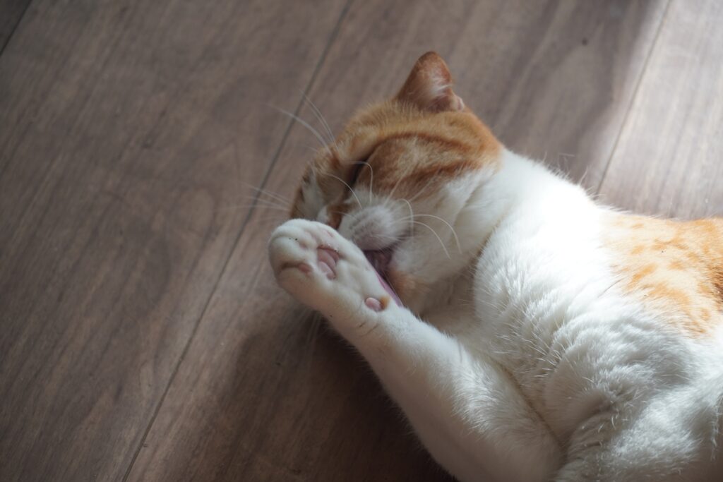 猫 毛繕い