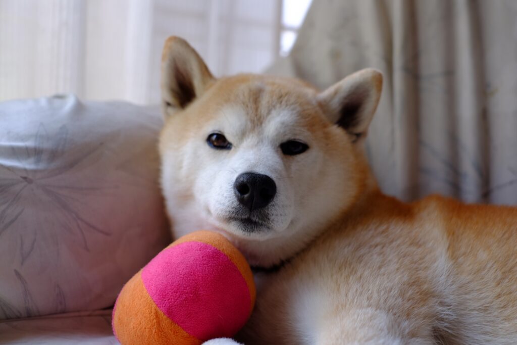犬 おもちゃ