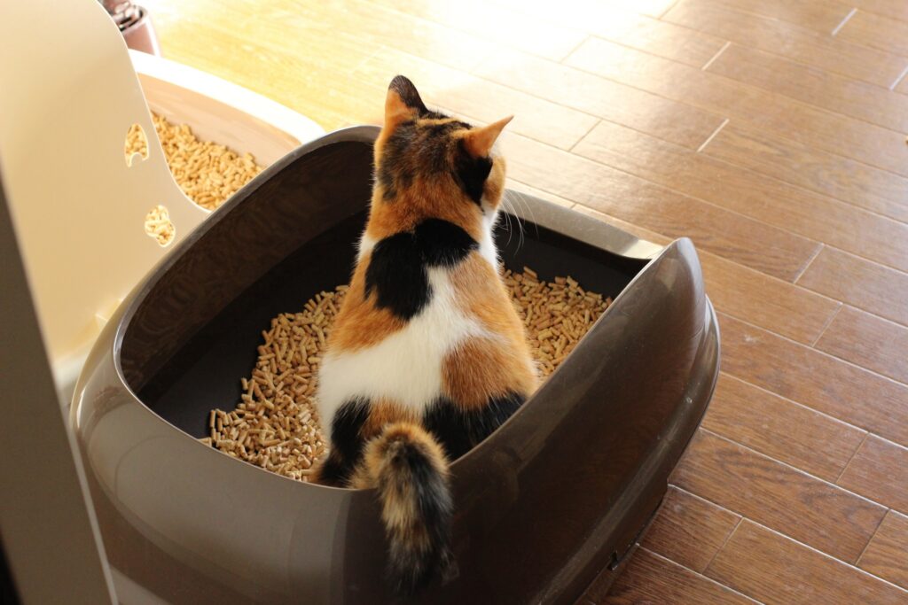 猫　トイレ