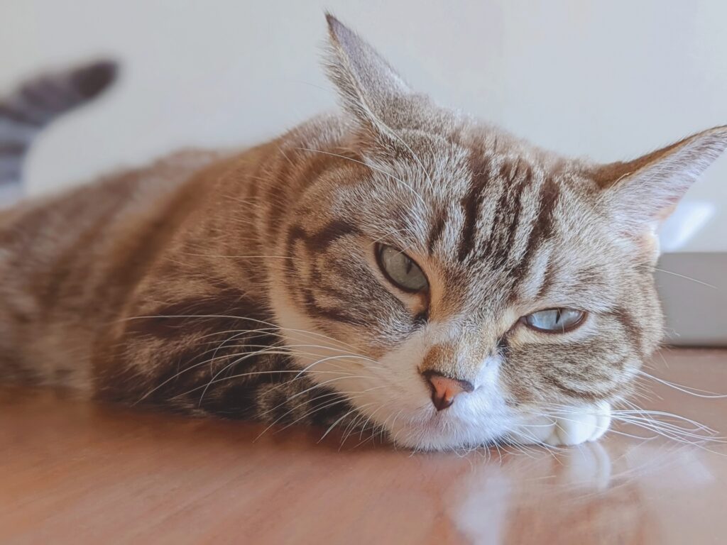 猫 悩む