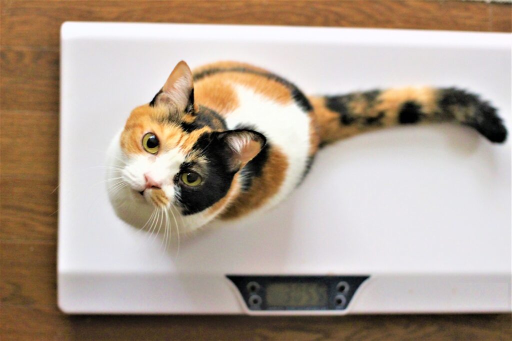 猫　体重