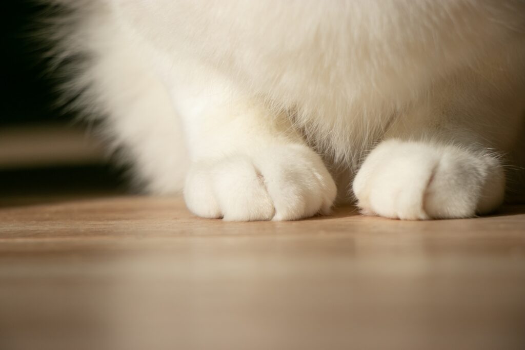 猫　足