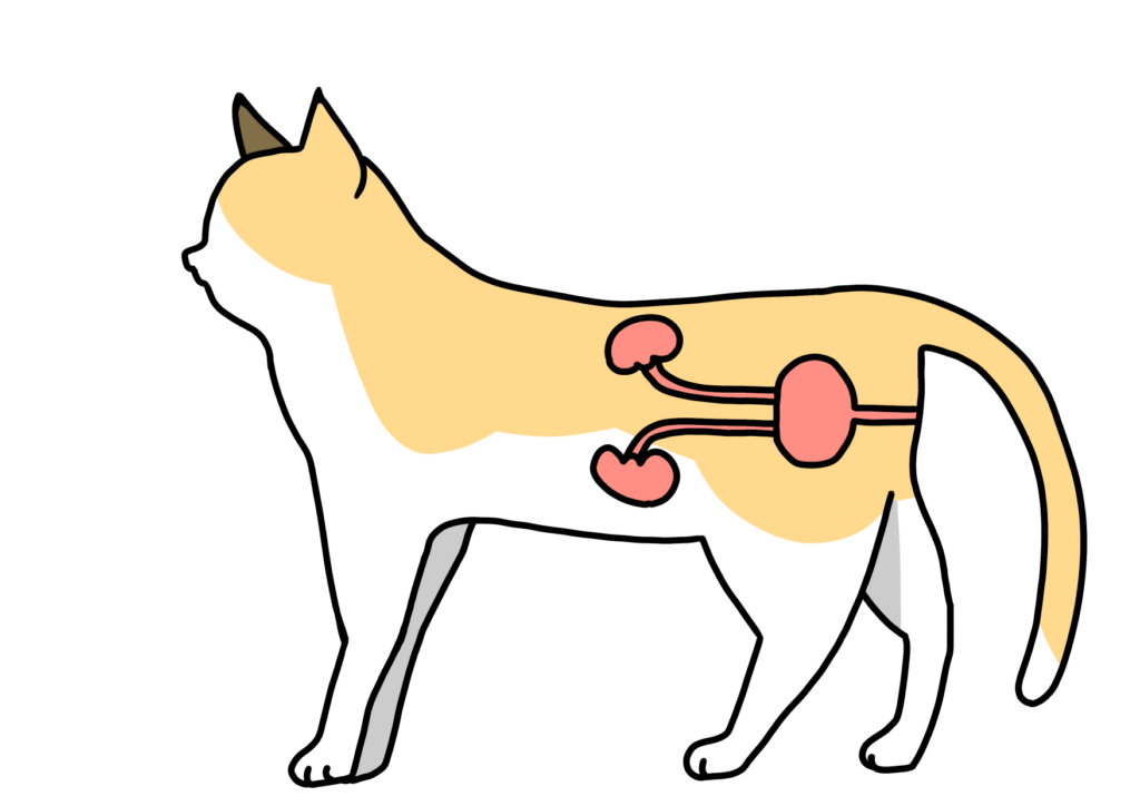 猫　腎臓