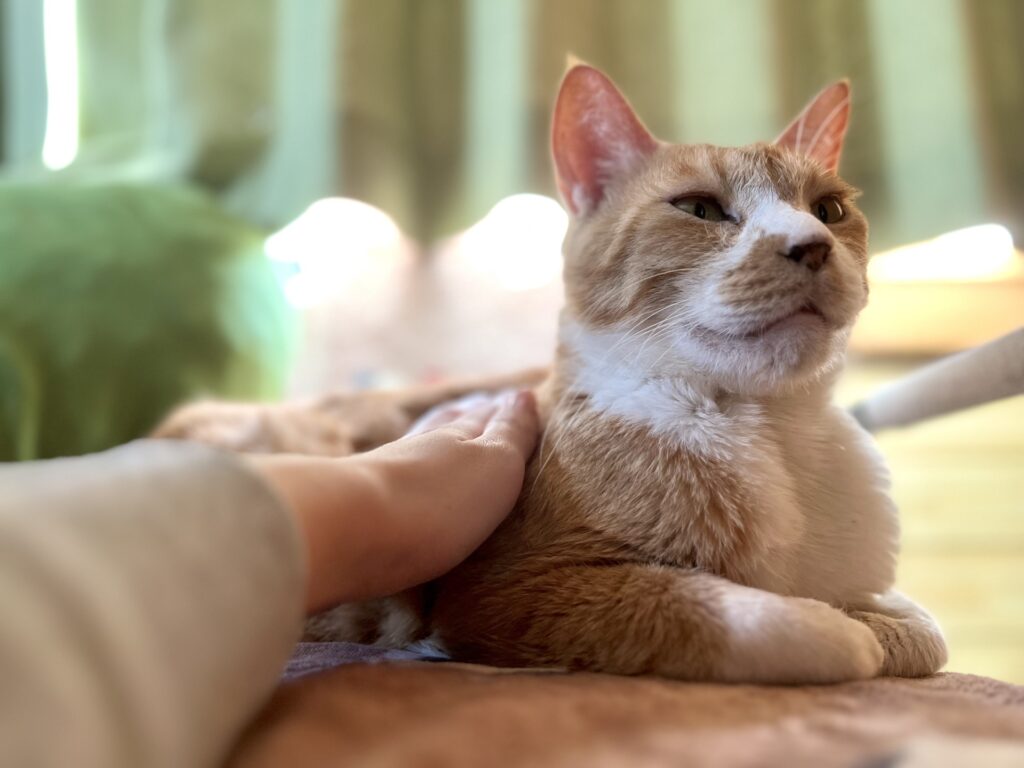猫　撫でる
