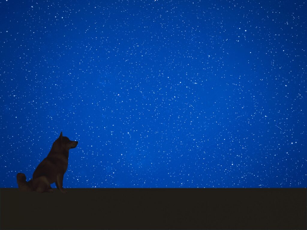 犬 夜 散歩