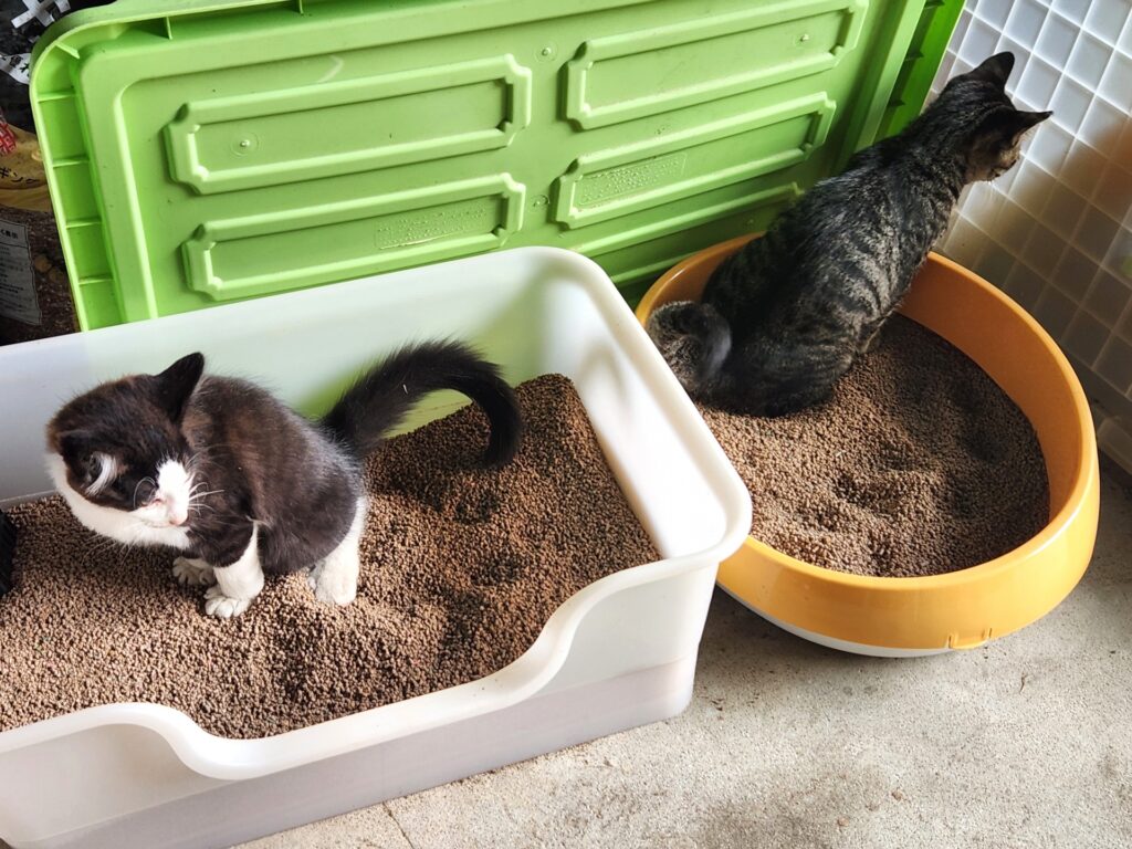 猫 トイレ