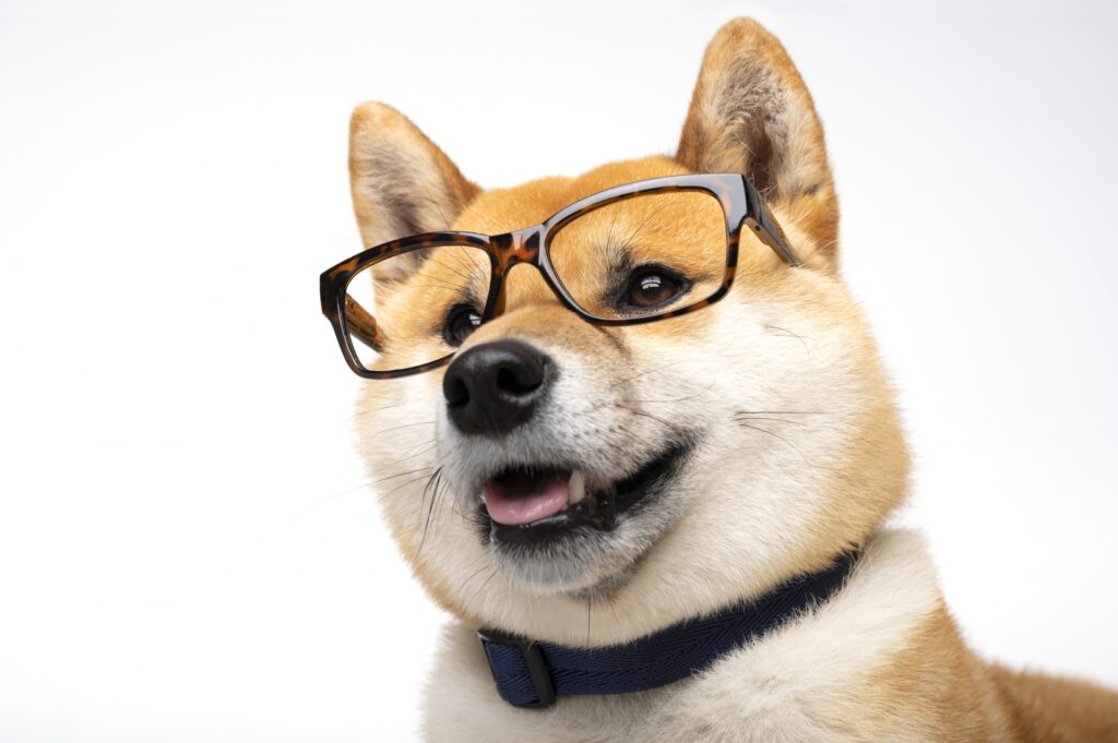犬　眼鏡
