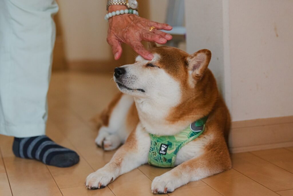 犬　撫でる
