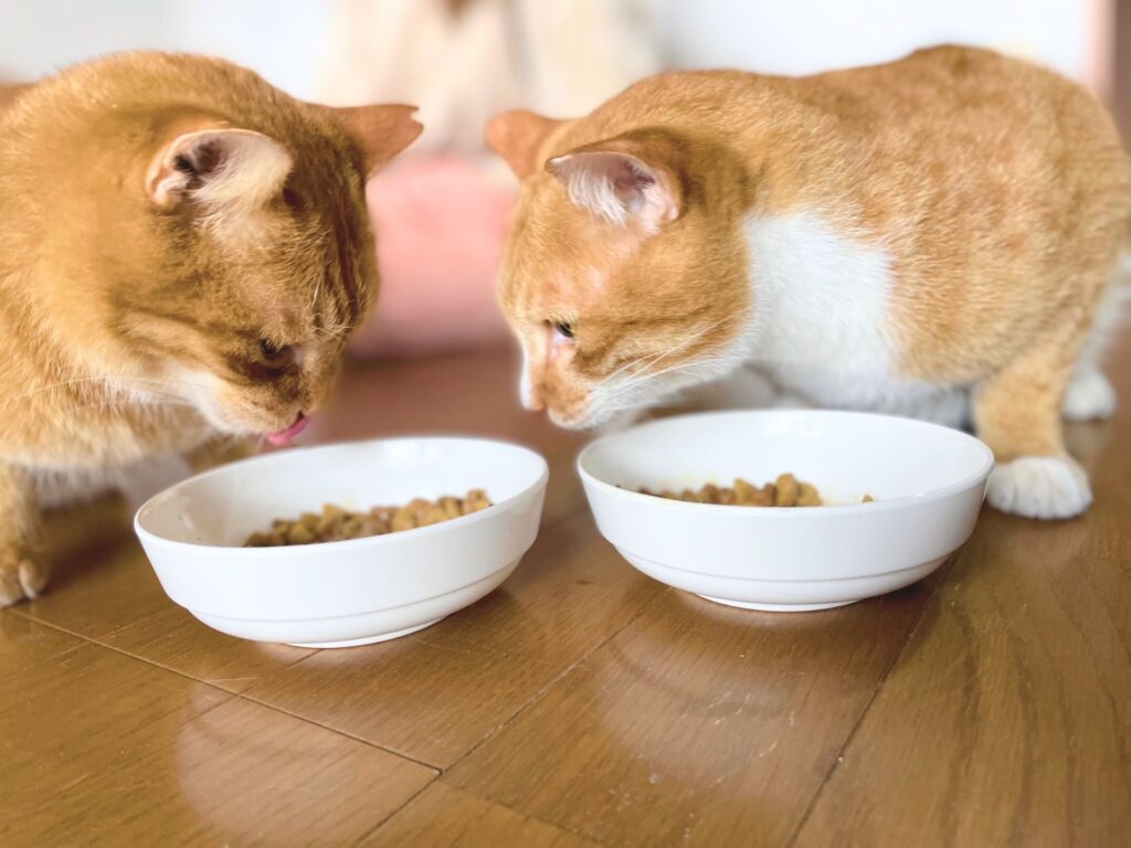猫　ご飯