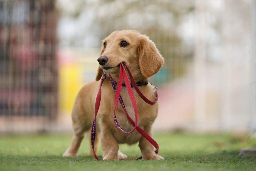犬 散歩