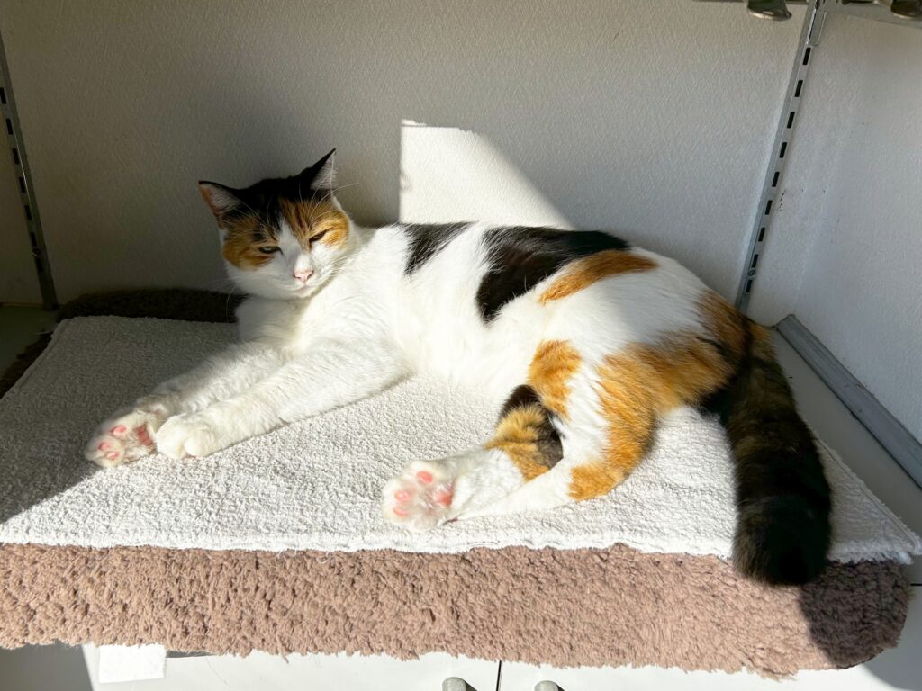 猫　日向ぼっこ
