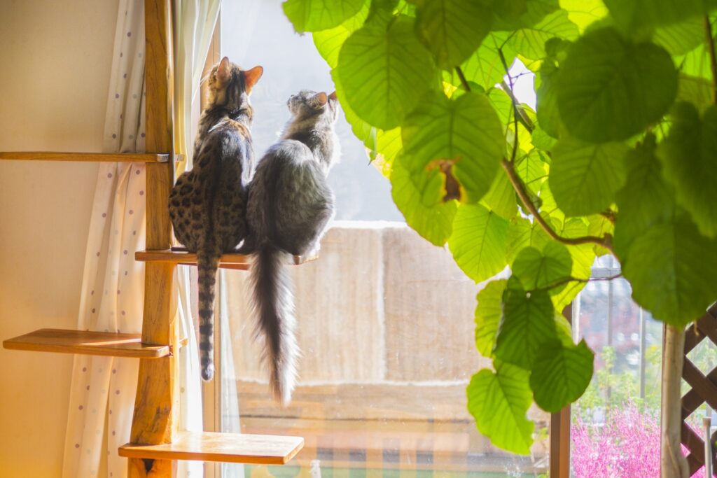猫 キャットタワー