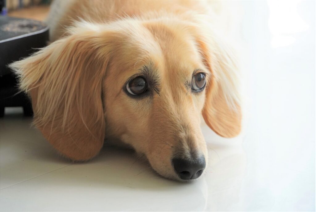 犬 暇