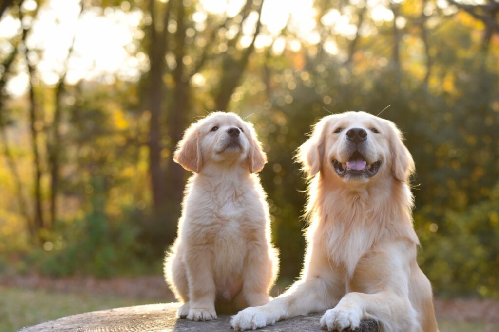 犬 親子 たくさん