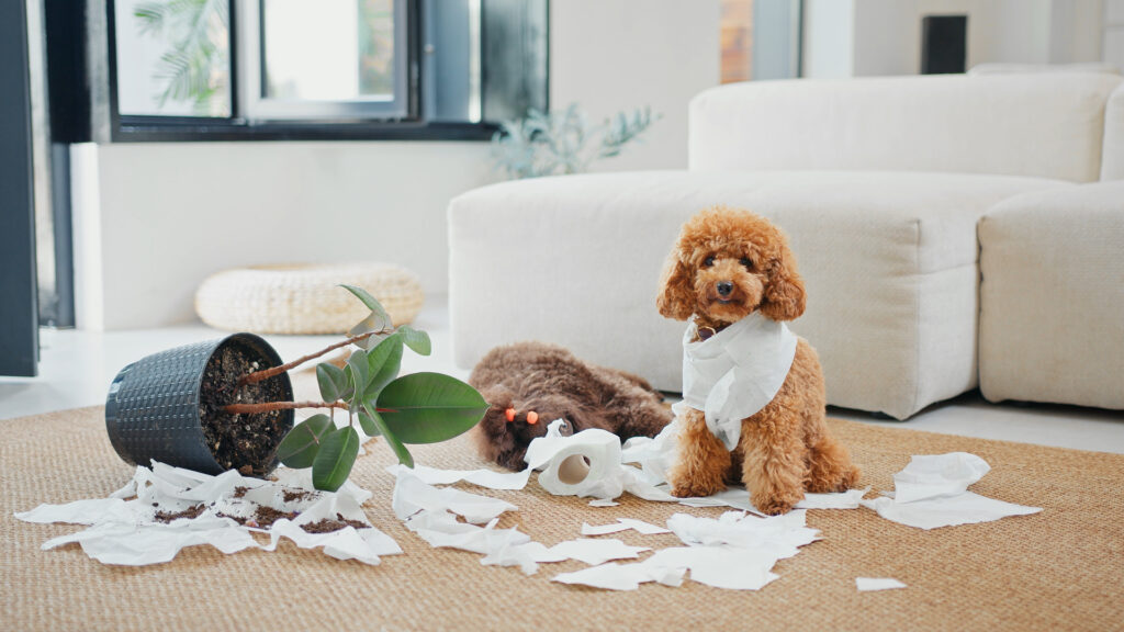 犬　ティッシュ