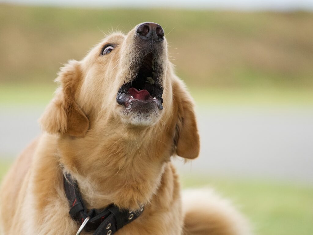 犬　吠える