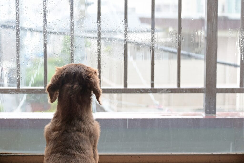犬　雨