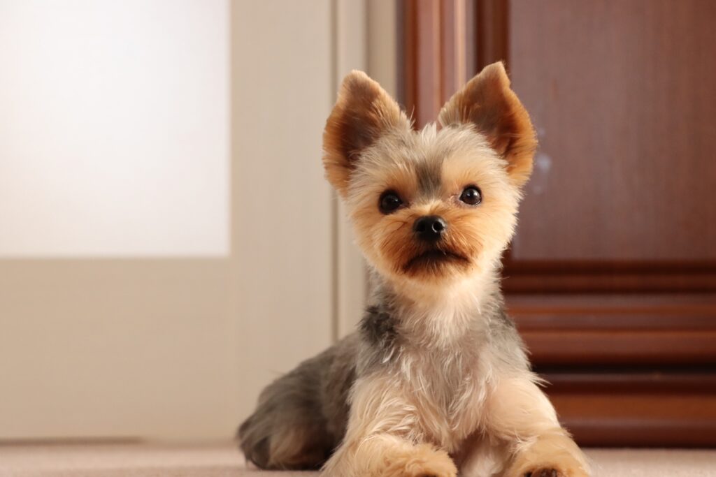 犬 留守番