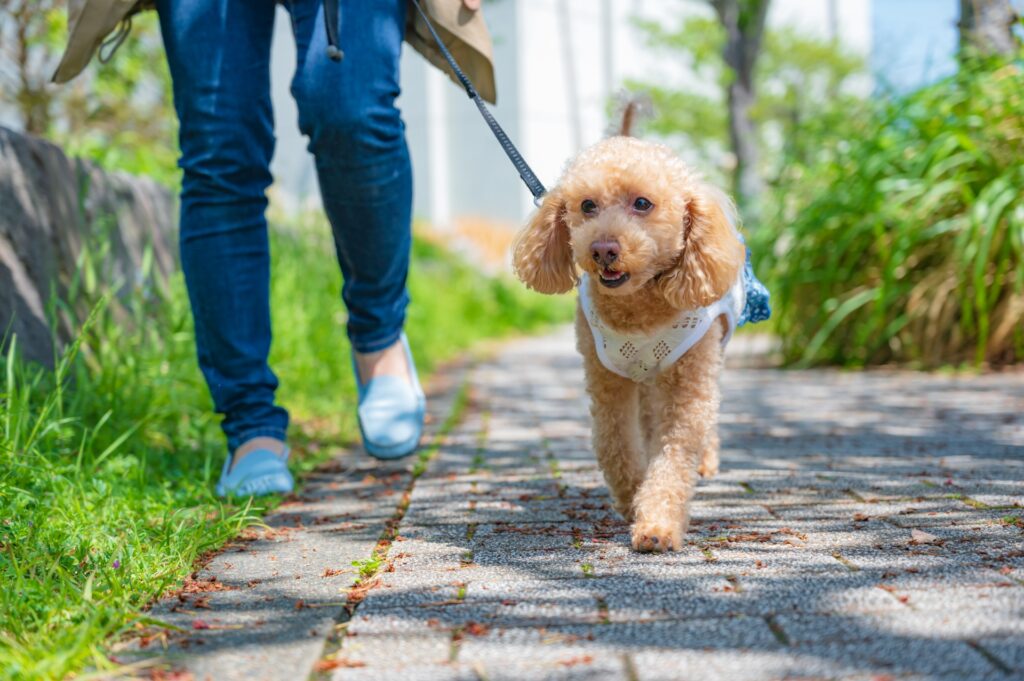 犬 散歩