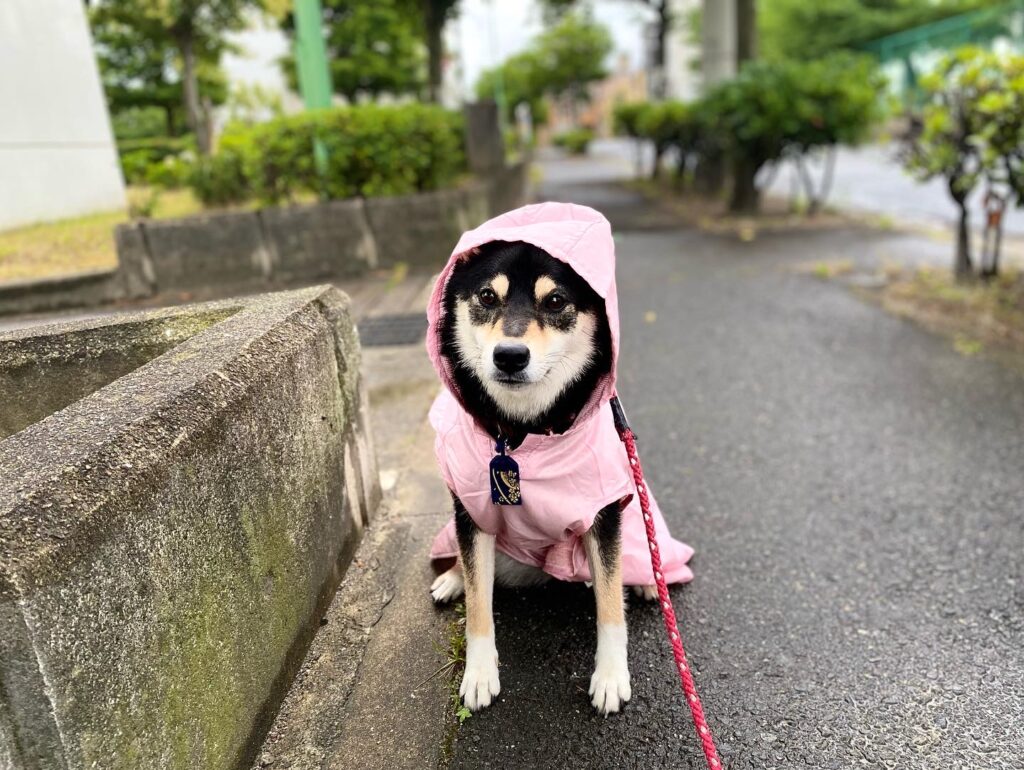 犬　雨　散歩