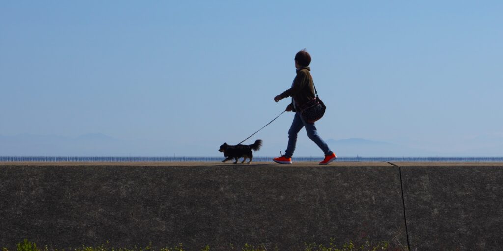 犬 散歩