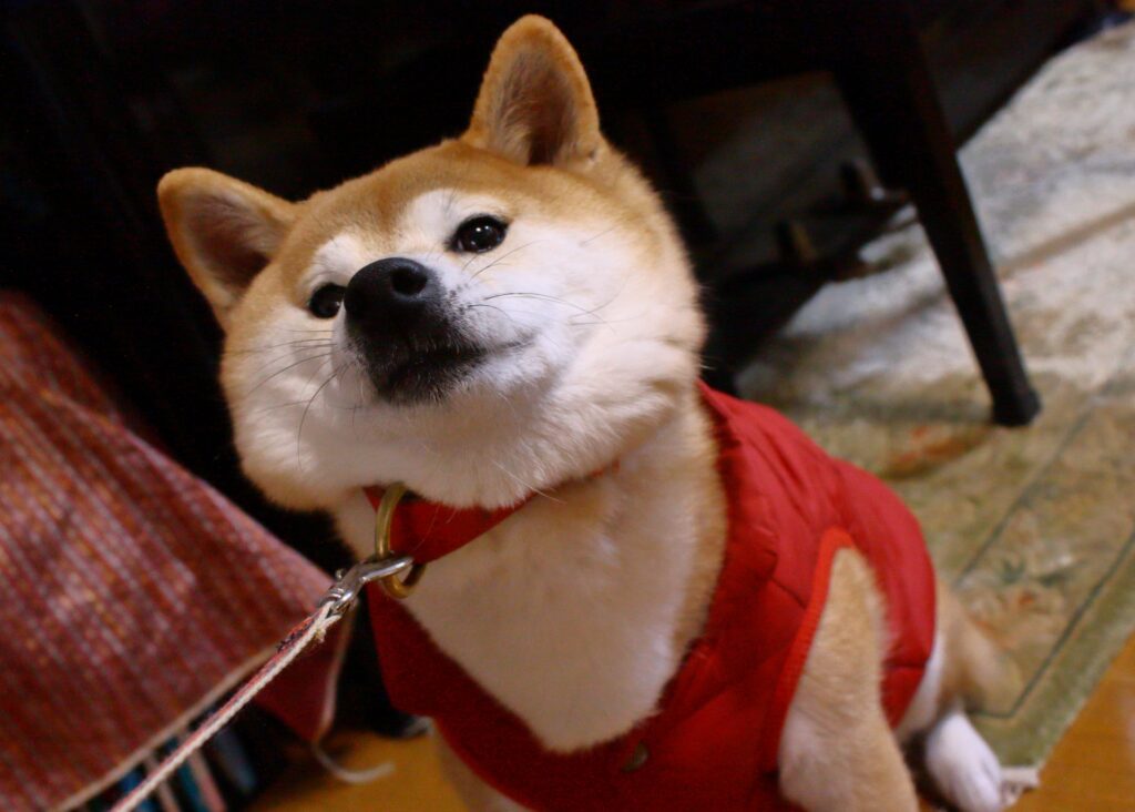 犬　散歩　拒否