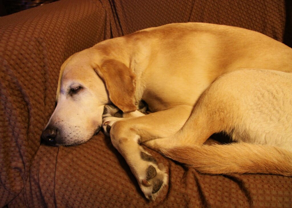 犬　老犬　シニア犬