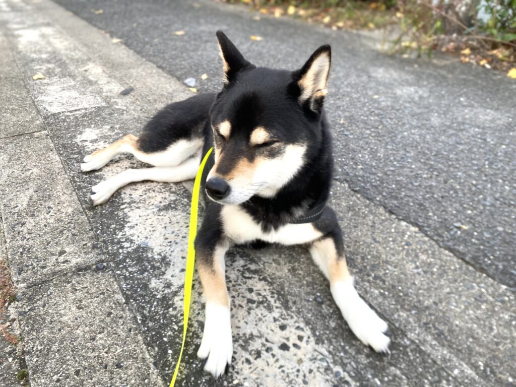 犬　散歩　拒否