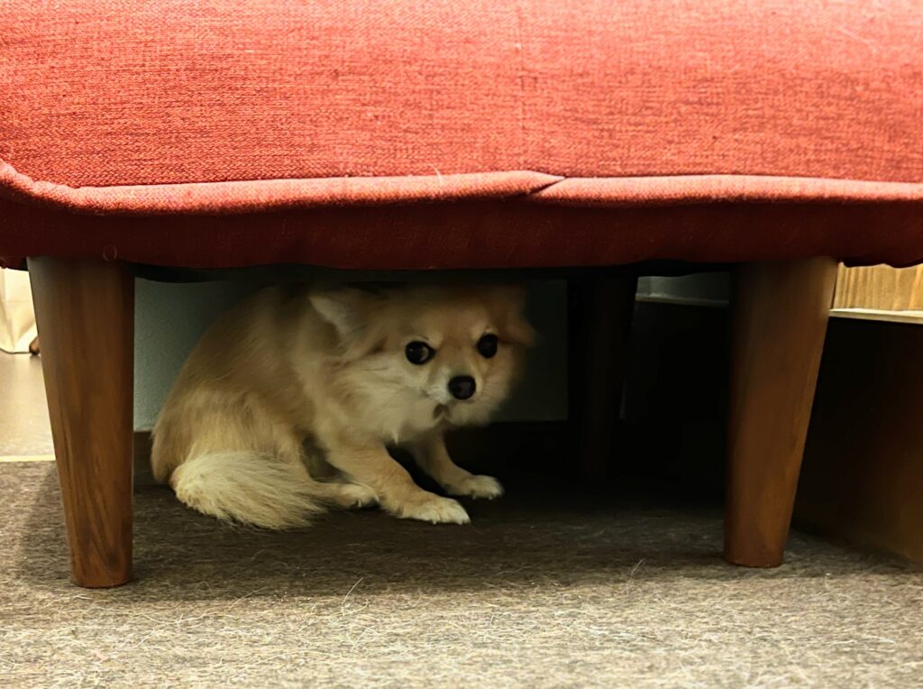 犬　隠れる
