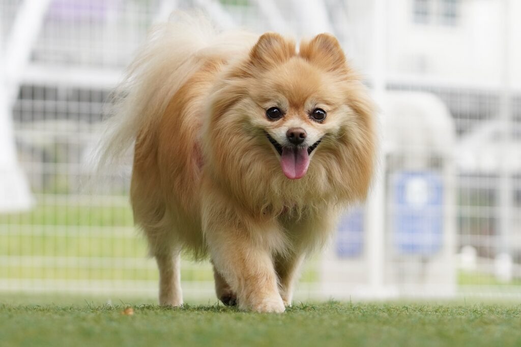 犬　ポメラニアン