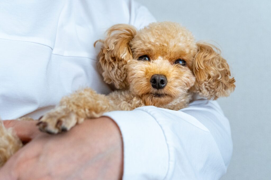 犬 抱っこ