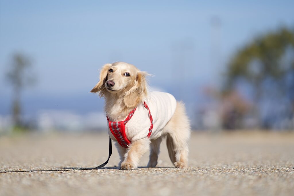 犬 ハーネス