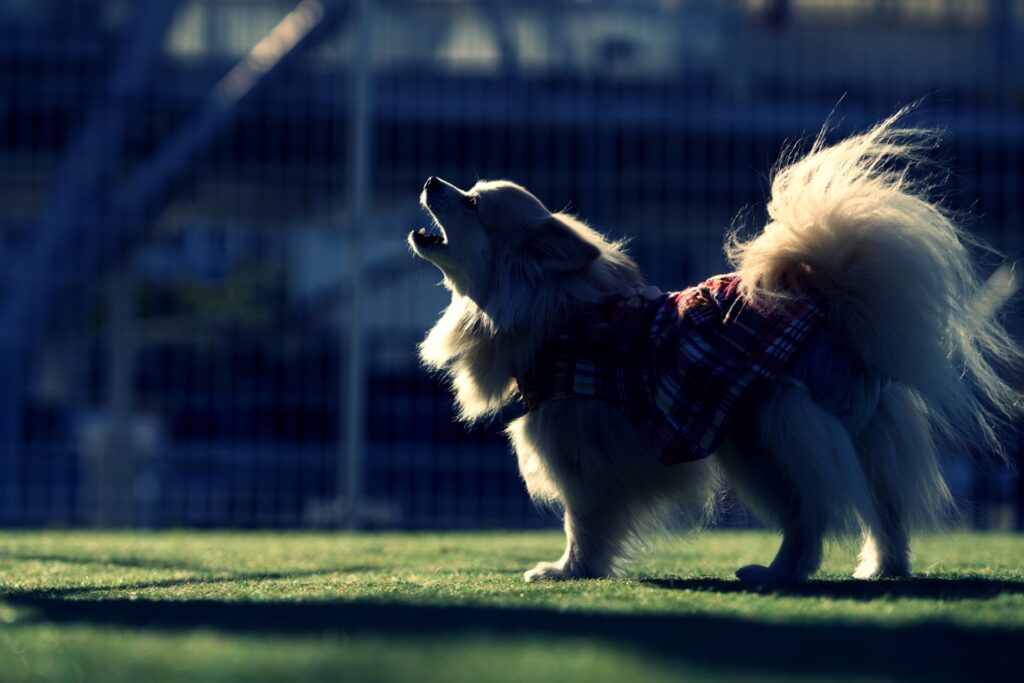 犬　吠える