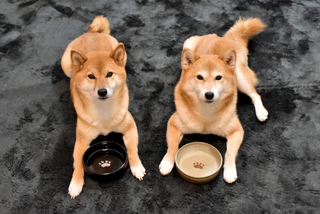 犬　ご飯