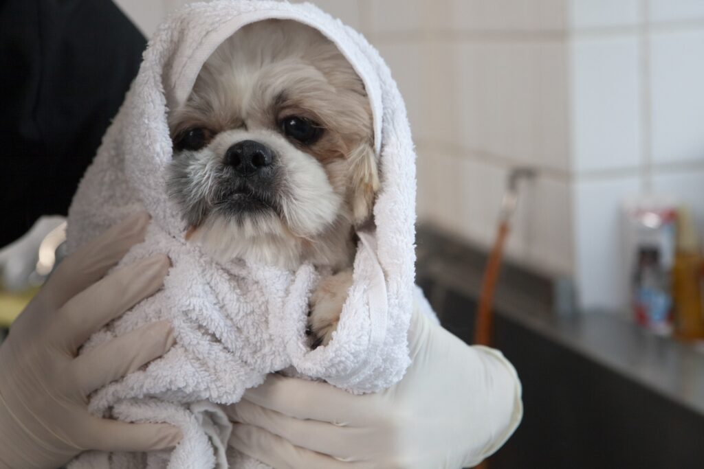 犬　雨　お風呂　タオル