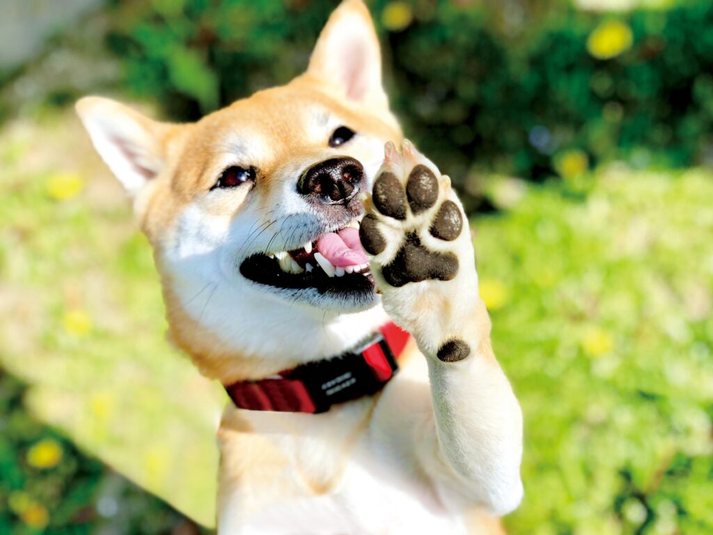 犬 首輪