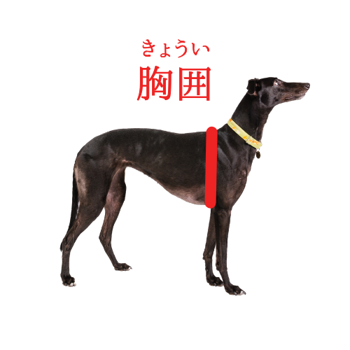 犬　胸囲