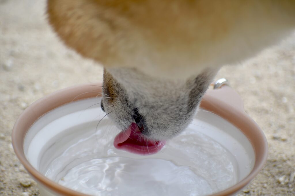 犬　水