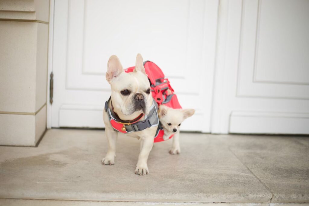 犬　ハーネス　散歩