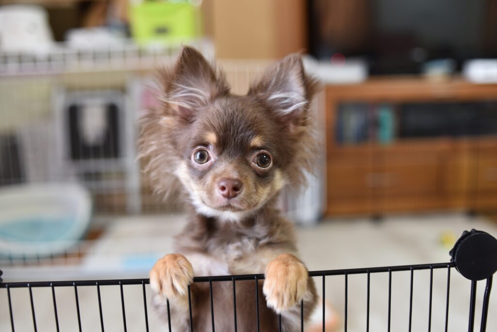 犬 ケージ