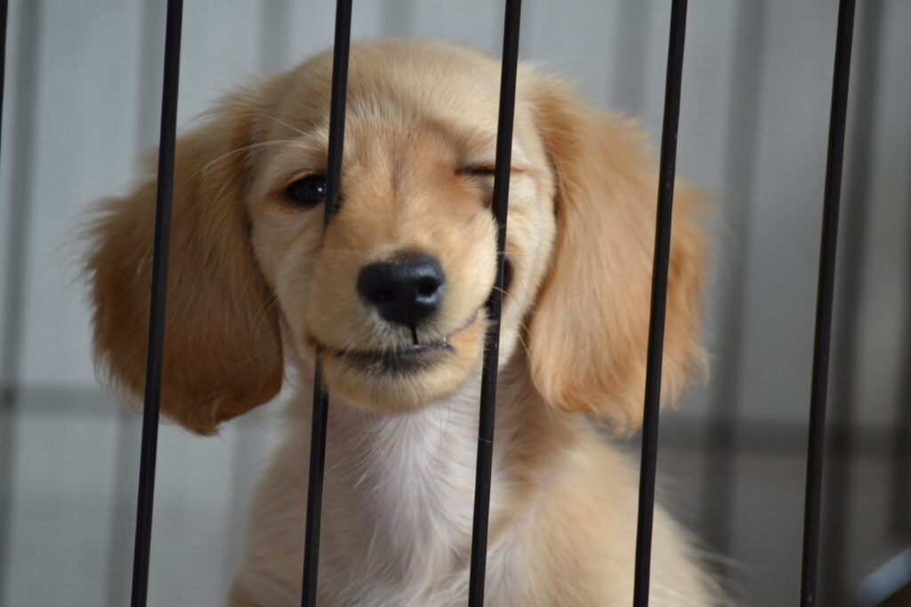 犬 ケージ