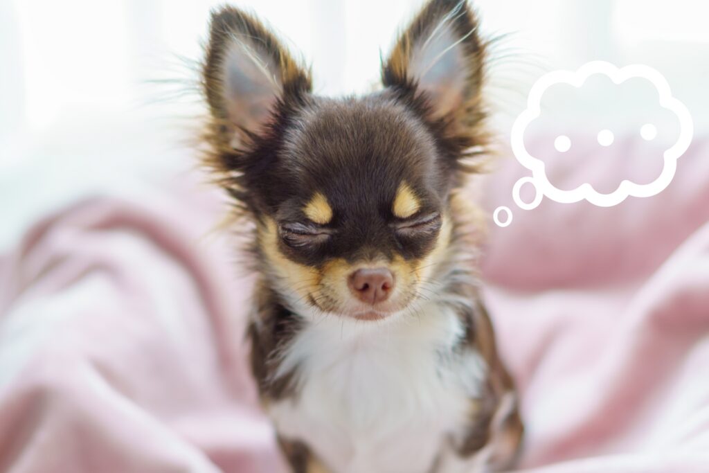 犬 ?
