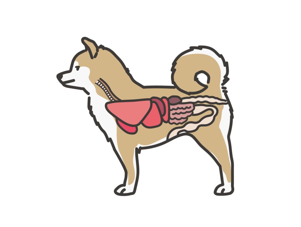 犬　病院　解剖　体